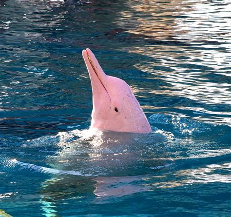 Pink Dolphin Flickr Photo Sharing