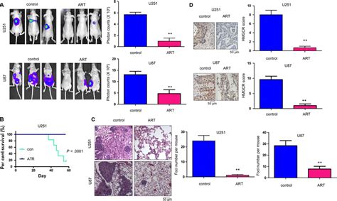 The Distant Seeding Of U251 And U87 Cells Was Inhibited By Artesunate