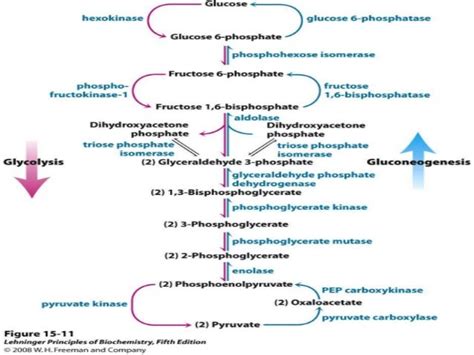 GLUCONEOGENESIS & ITS REGULATION