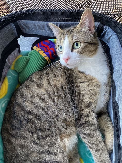 ⁷ on Twitter: "bizkit in his stroller enjoying the weather with me