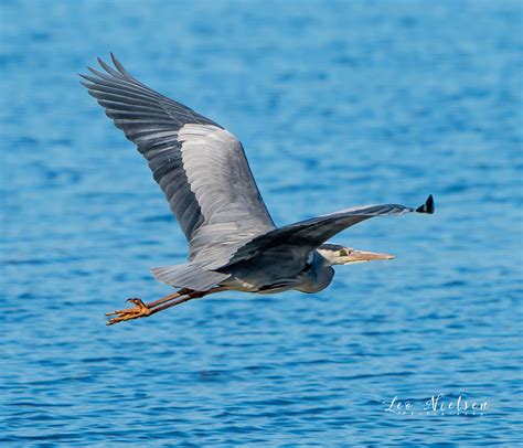 Ardea Cinerea The Grey Heron Ardea Cinerea Is A Long Leg Flickr