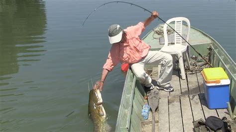 Pecanje soma i smuđa na reci Tisi Varaličarenje Fishing catfish