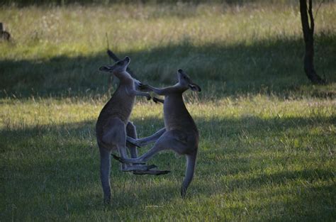 Free stock photo of kangaroos fighting