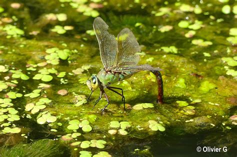 D Couvrez La Faune Et La Flore Du Marais Poitevin