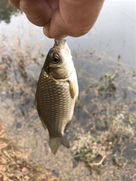 冬季草窩釣鯽魚，掌握這4點，釣鯽讓你爽歪歪 每日頭條