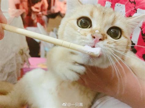 有这么爱吃甜食的猫吗