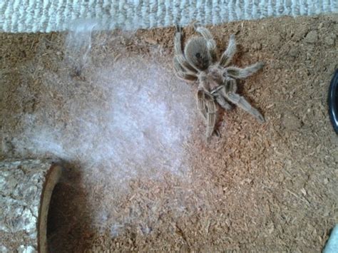 Tarantula Molting: How To Notice Signs Of Premolt