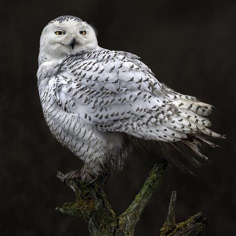 Snowy Owl Portrait Michael Kawerninski Flickr