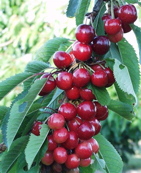 Sweetheart Cherry — Raintree Nursery