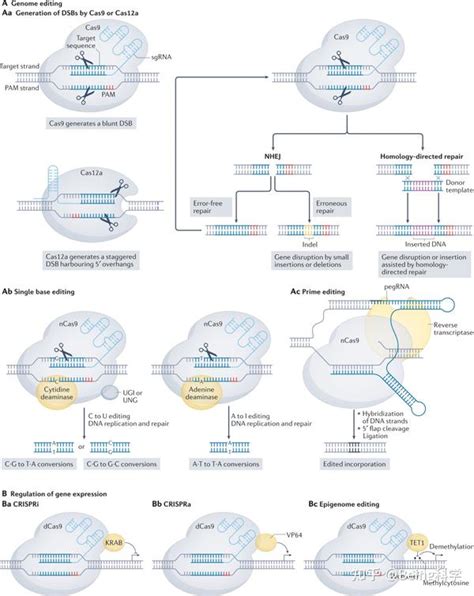Crispr筛选：彻底改变dna修复研究和癌症治疗！ 知乎