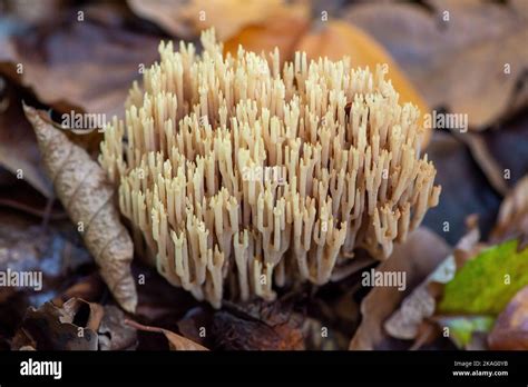 Farnham Common Uk Nd November Ramaria Stricta Upright Coral