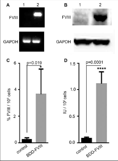 Assessment Of Fviii Expression By Transduced Pmscs Rt Pcr A And