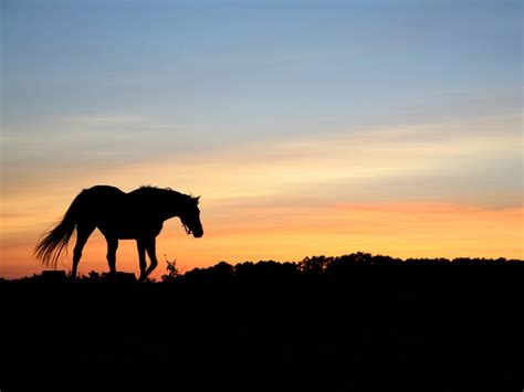 🔥 [90+] Horses at Sunset Wallpapers | WallpaperSafari