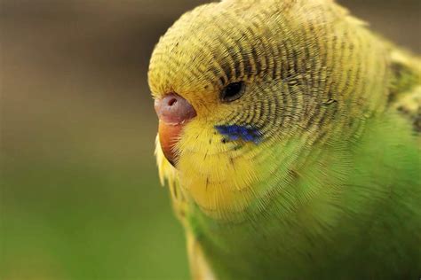 Budgerigar colors and their variety (Photo album) | ThePerruches.com