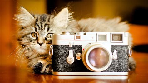 🔥 [40+] Cute Camera Wallpapers | WallpaperSafari