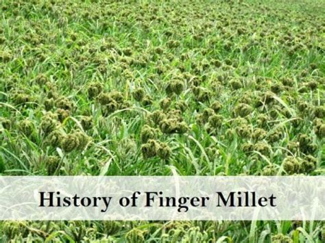 Amazing Health Benefits Of Finger Millet Ragi And Nutritional