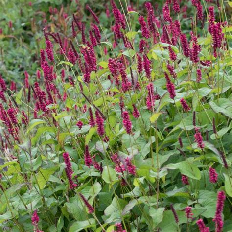 Persicaria Amplexicaulis Lisan