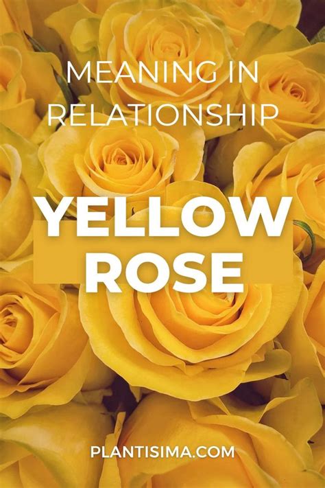 The Yellow Rose Meaning In Relationship Is Here Explained As Other