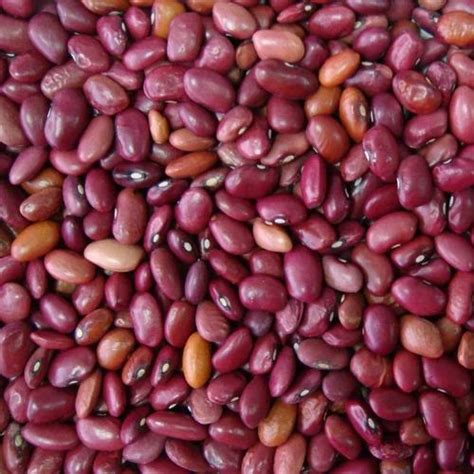 Organic Lobia Red Lobia Wholesale Trader From Hyderabad