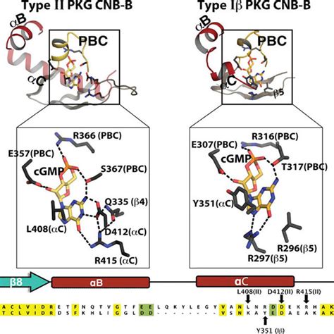 Pdf Structural Basis Of Cyclic Nucleotide Selectivity In Cgmp