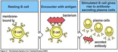 L Antibody Structure And Function Flashcards Quizlet