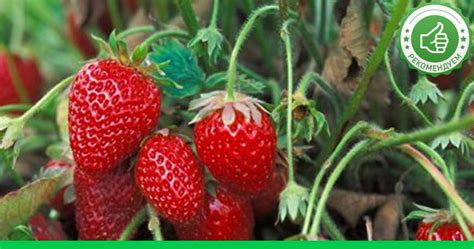 Заправки для салатов вместо майонеза - Супер шеф