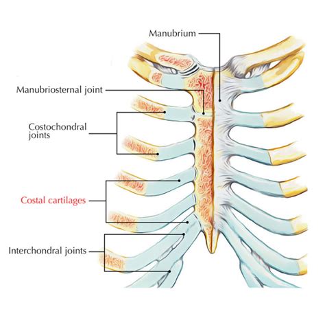 Costal Cartilages Earth S Lab