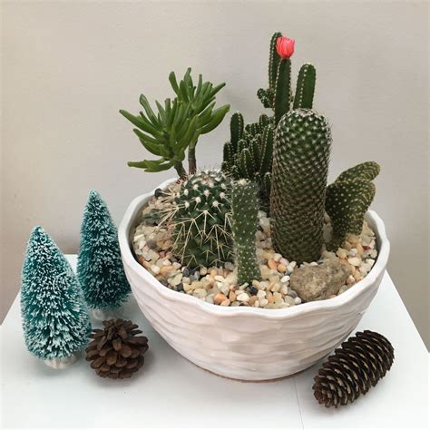 Beautiful Cacti Arrangement Cactus Arrangement Cactus Cactus Planter