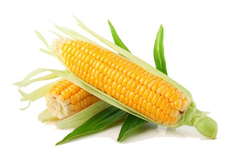 Corn Transparent Hq Png Download Freepngimg