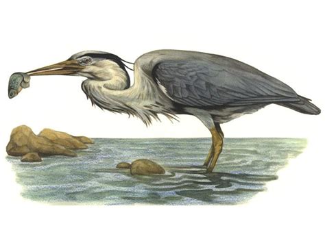 Le Héron Cendré Ardea Cinerea