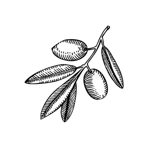 Decorative Olive Tree Branch With Leaves And Fruit Illustration