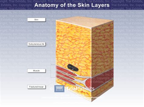 Anatomy of the Skin Layers - Trial Exhibits Inc.