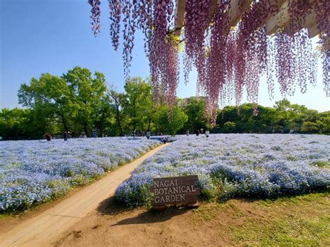 【大阪市天王寺区・阿倍野区】ネモフィラも藤も！長居植物園で見頃です♪ 号外net 天王寺・阿倍野