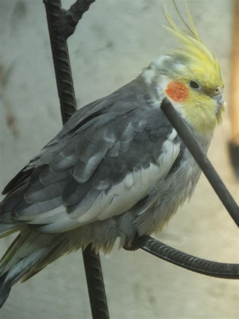 CREATURE FEATURE: Cockatiel | SIMILAR BUT DIFFERENT IN THE ANIMAL KINGDOM