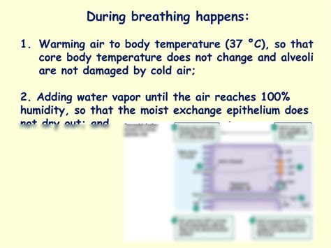 SOLUTION: Mechanics of breathing, breathing function and ...