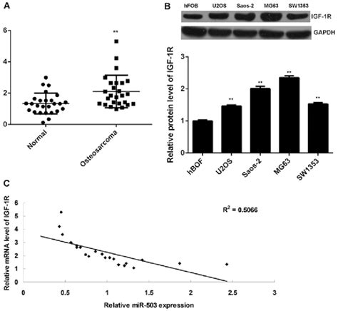 A Reverse‑transcription Quantitative Polymerase Chain Reaction