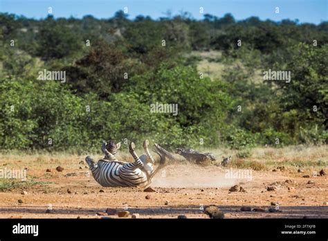 Plains Zebra Grooming On The Ground In Kruger National Park South Africa Specie Equus Quagga