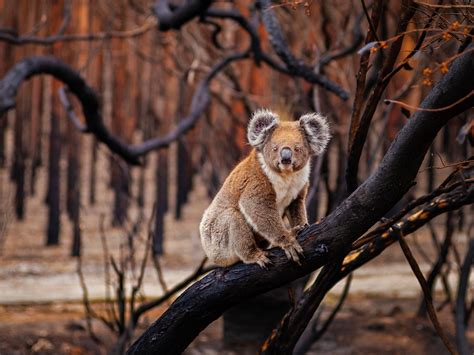 Alarming prediction as temps spike