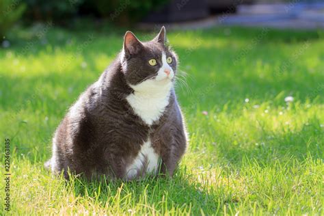 Slight Obese Or Fat Pussy Cat Outside In The Sunny Garden With Fresh Green Grass In Spring In