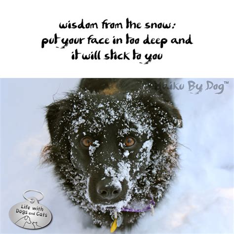 Haiku by Dog: 12 Haiku Written By Dogs, Inspired By Snow - Life with ...