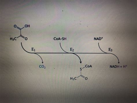 5 Chem 333 Pyruvate Dehydrogenase And The Citric Acid Cycle Flashcards Quizlet