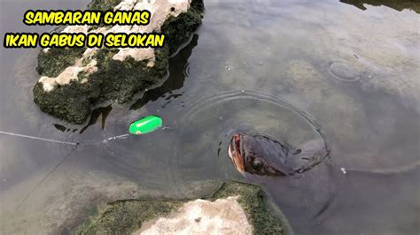 Rejeki Nomplok Nemu Sarang Ikan Gabus Besar Di Selokan Straike Bertubi