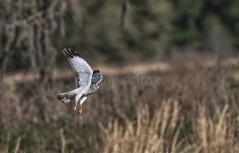 Male Northern Harrier Flying Over Open Prairie Stock Image - Image of animal, nature: 203599029