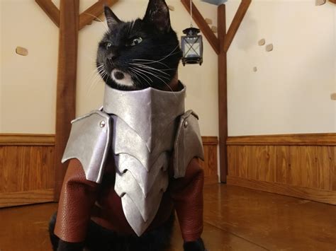 Котик в доспехах - фото и картинки abrakadabra.fun