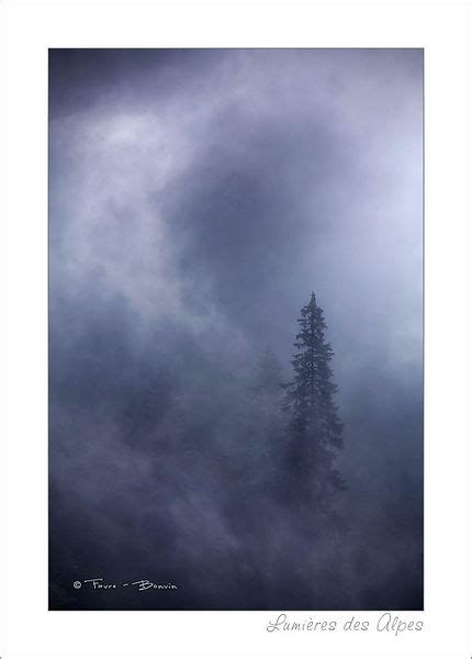 Lumières des Alpes Sapins dans la brume