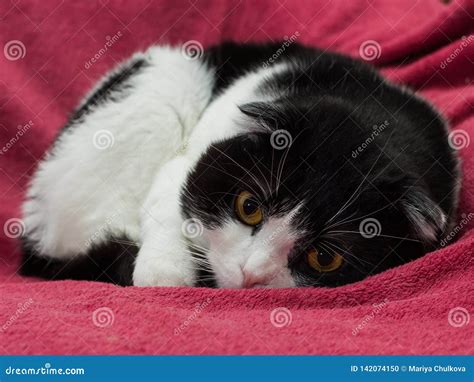 Schottische Falte Shorthair Schwarzweiss Katze Stockfoto Bild Von