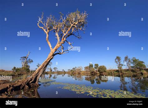 Australian wetland landscape hi-res stock photography and images - Alamy