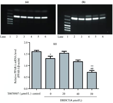 The PPAR λ expression levels of mRNA in BRL cells with the treatment of