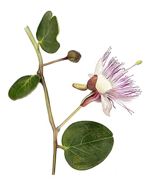 Alcaparras, Capparis spinosa, CAPER, Ci shan gan/ Alternative Medicine