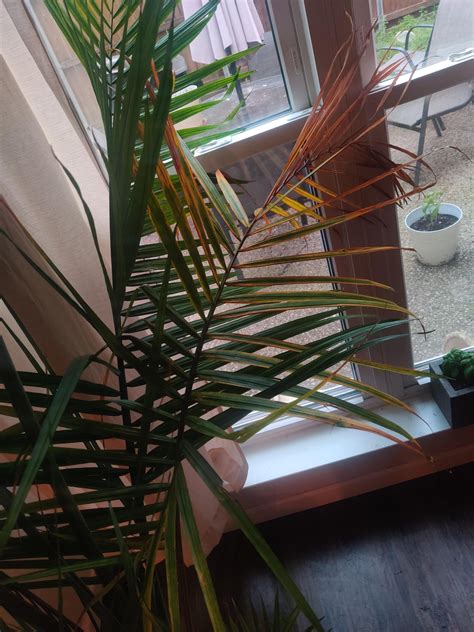 Majesty palm pruning : r/IndoorGarden